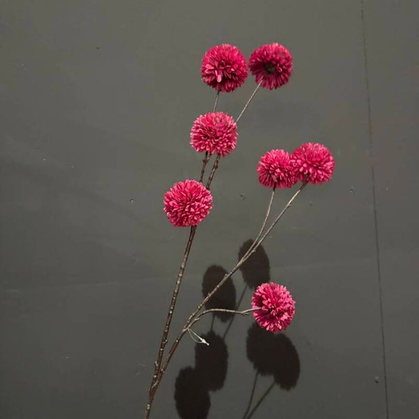 Pom Pom Tak Fuchsia