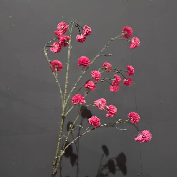 Pom Pom Tak Fuchsia