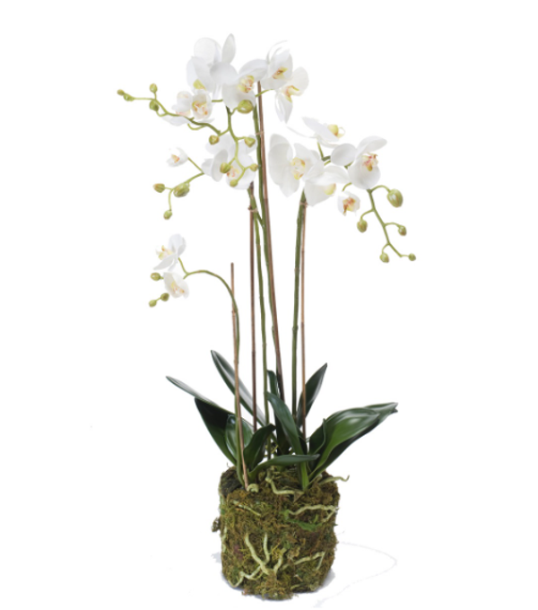 Kunst Phalaenopsis met Mos – Wit – 80 cm