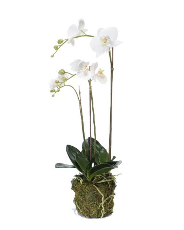 Kunst Orchidee met Mos – Wit – 70 cm