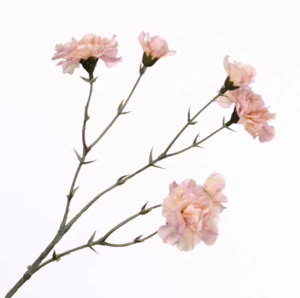 Kunstbloemen Dianthus Licht Roze | 56cm