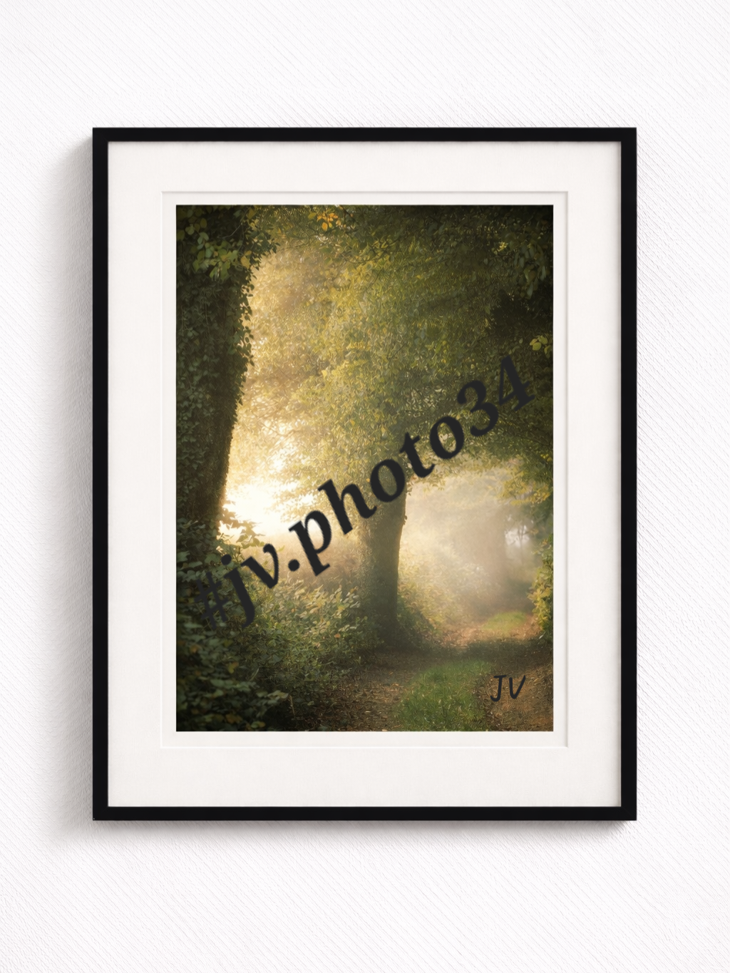 Lisière dorée Photographie artistique – Nature & Lumière