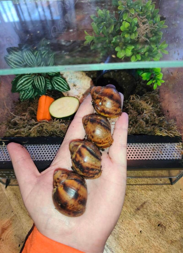 Archachatina marginata suturalis