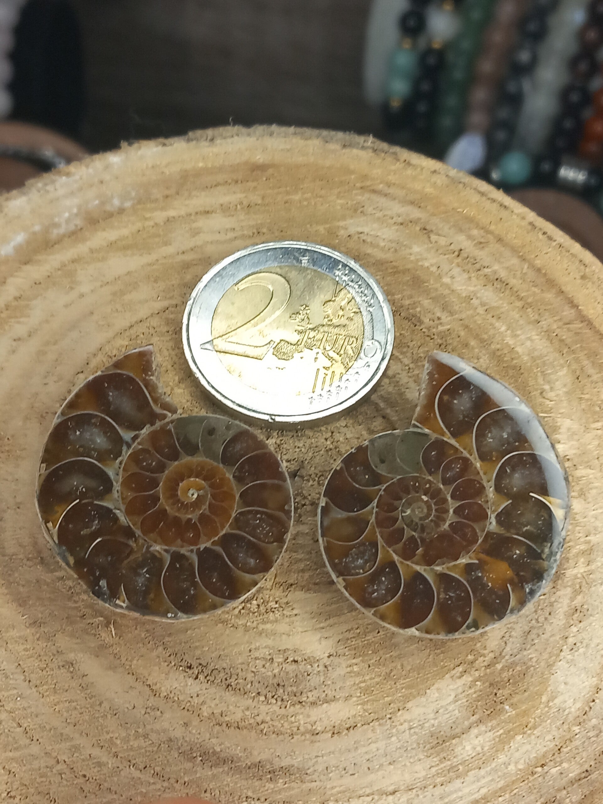 Ammonite