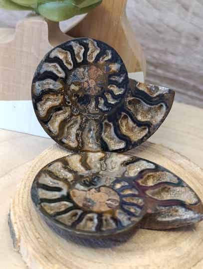 fossiles Ammonite
