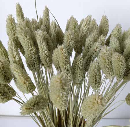 Phalaris nature green per 10 stuks