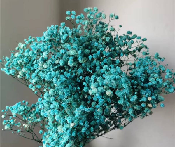 Gipskruid Tiffany blue