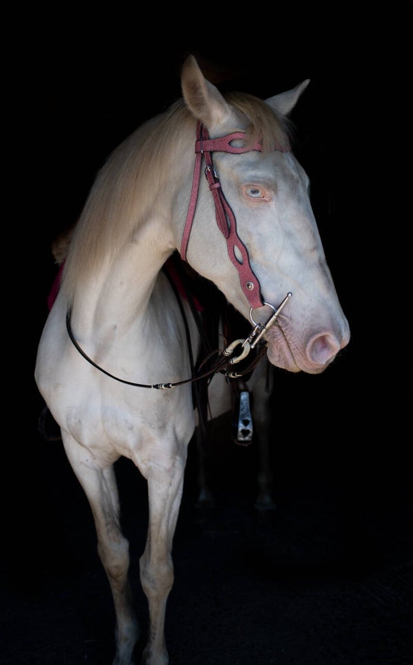 Full Western hoofdstel pink