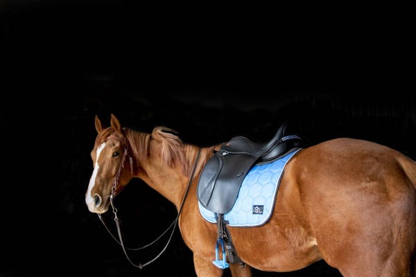 Full  Dressuur dekje blauw verloop