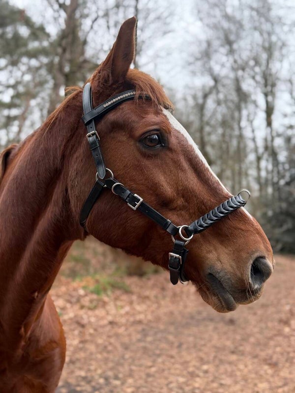Pony 4 in 1 extra multifunctionele hoofdstel