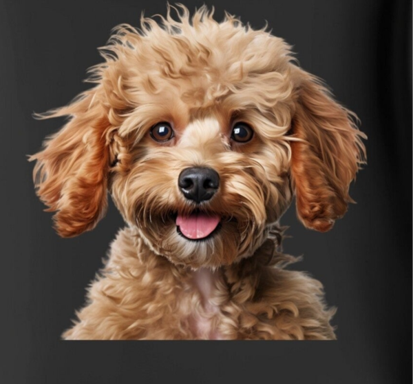 Bügelbild Hunde Pudel Braun  in 3 Großen