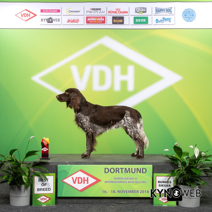 BEST_OF_BREED_3235_LR_BUNDESSIEGER_2018_KYNOWEB_KY3_8189_20181118_15_46_321.jpg