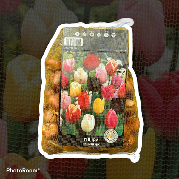 50 X TULIPA TRIUMPH MIX