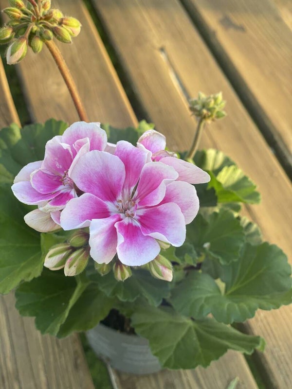 Geranium | roze
