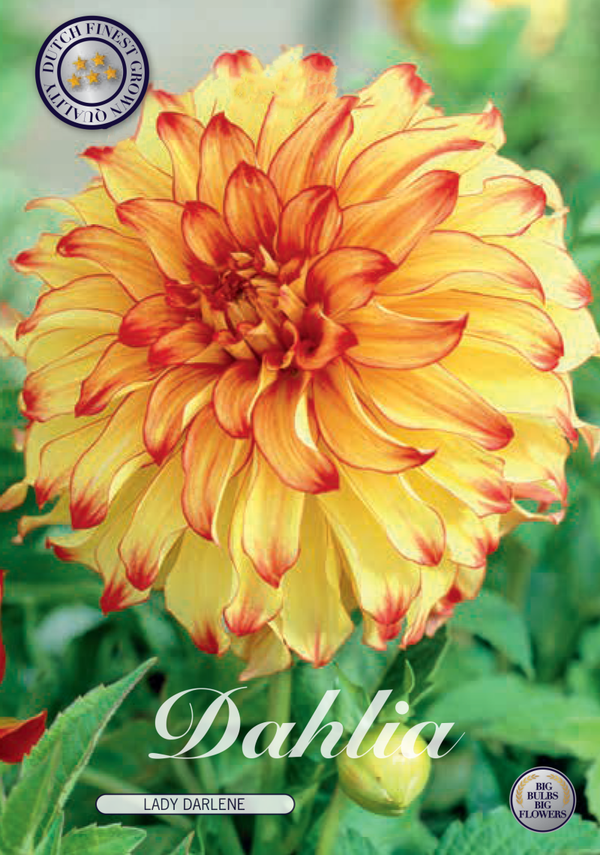 Dahlia | Lady Darlene
