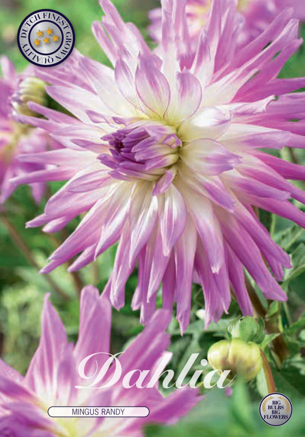Dahlia |  Mingus Randy