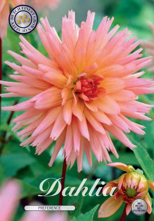 Dahlia | Preferance