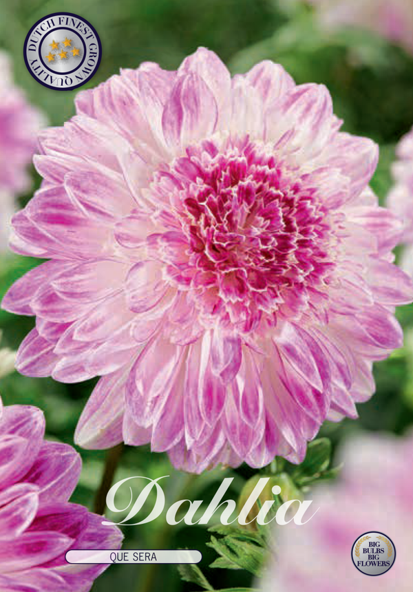 Dahlia | Que Sera