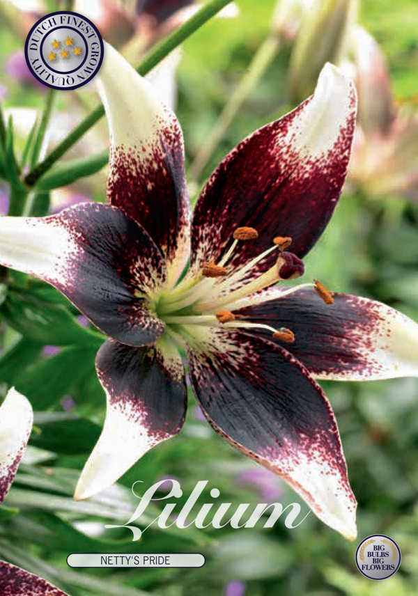 Lilium | Netty's Pride