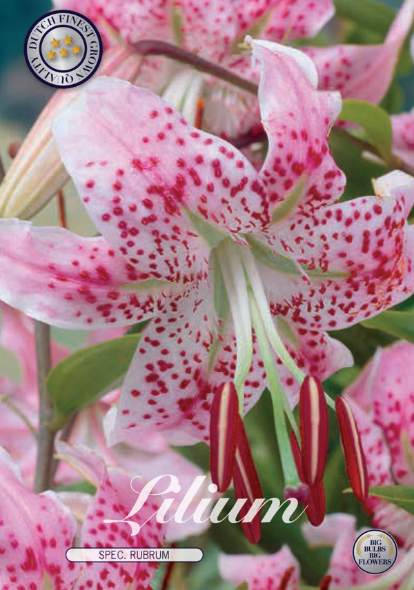 Lilium | Spec. Rubrum