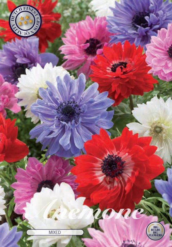Anemone | mixed