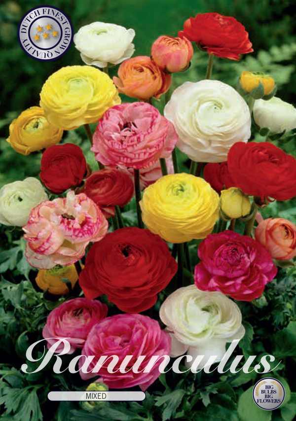 10 x Ranonkel | mix