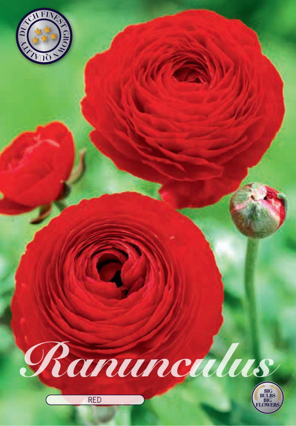 10 x Ranonkel | rood