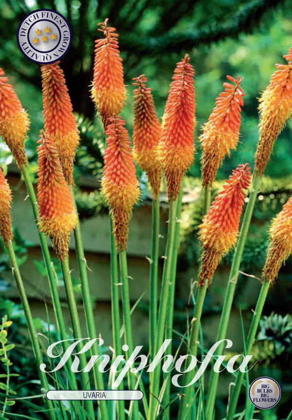 Kniphofia | Uvaria