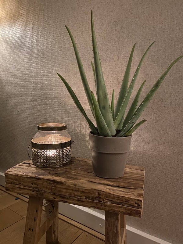 Aloë Vera inclusief decoratieve pot