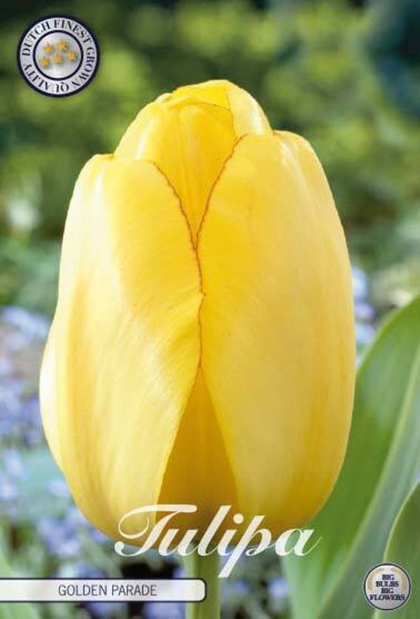 10 x Tulpen | Golden Parade