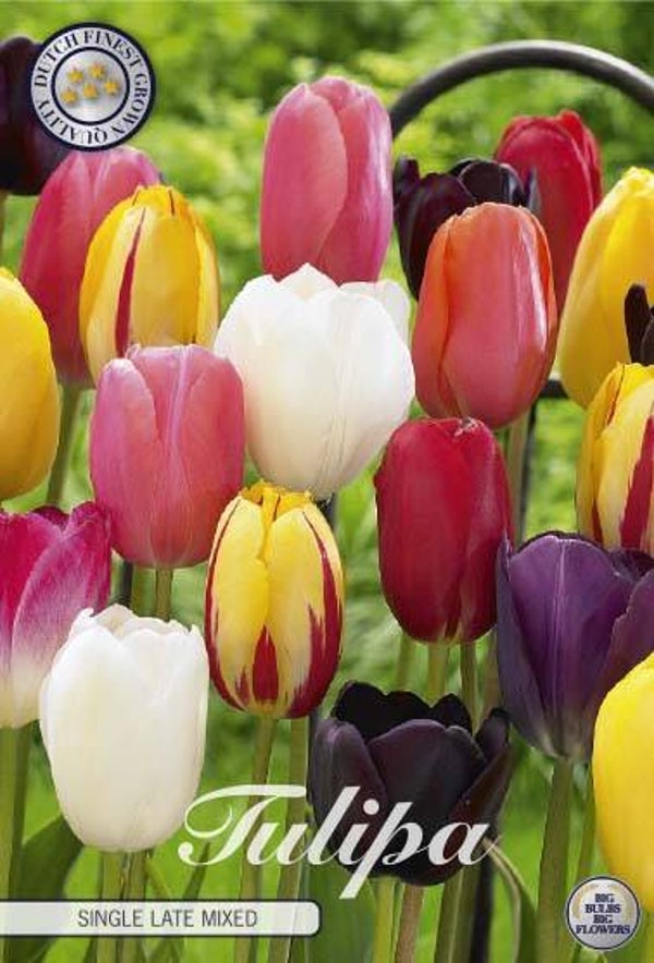 10 X Tulpen | Late Mixed