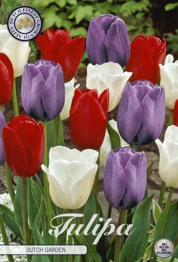 10 X Tulpen | Dutch Garden