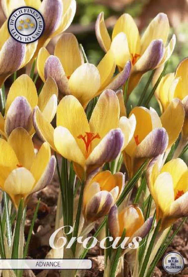 10 x Crocus | Advance