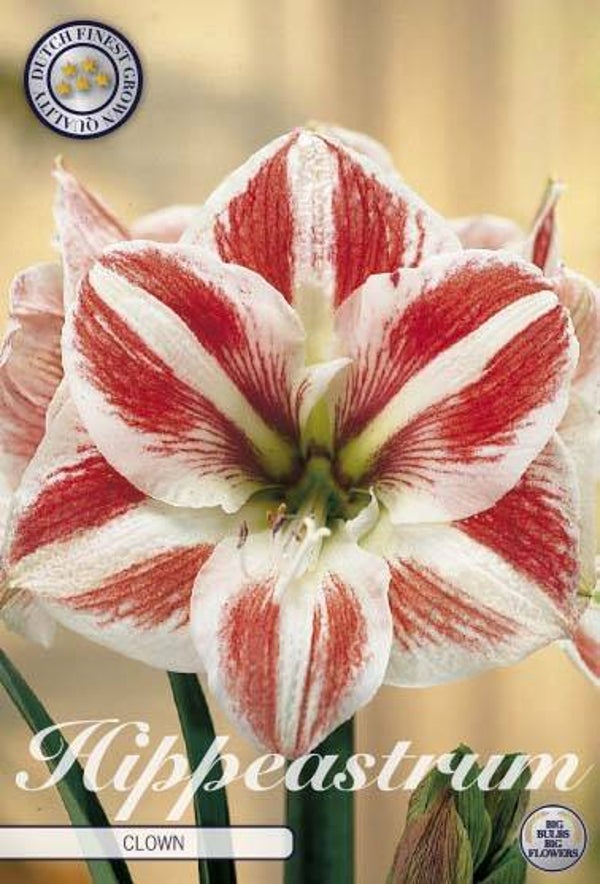 Amaryllis | Clown