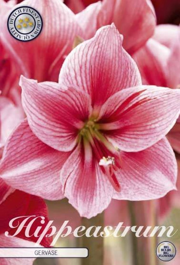 Amaryllis | Gervase