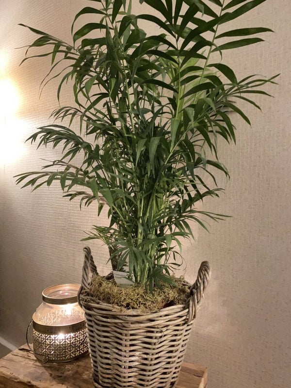 Chamaedorea Elegans | Mexicaanse dwergpalm