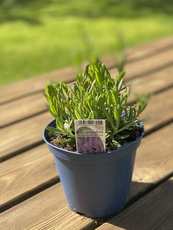 Lavendel | Hidcote