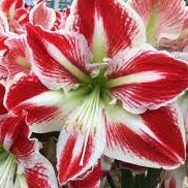 Amaryllis | Spartacus