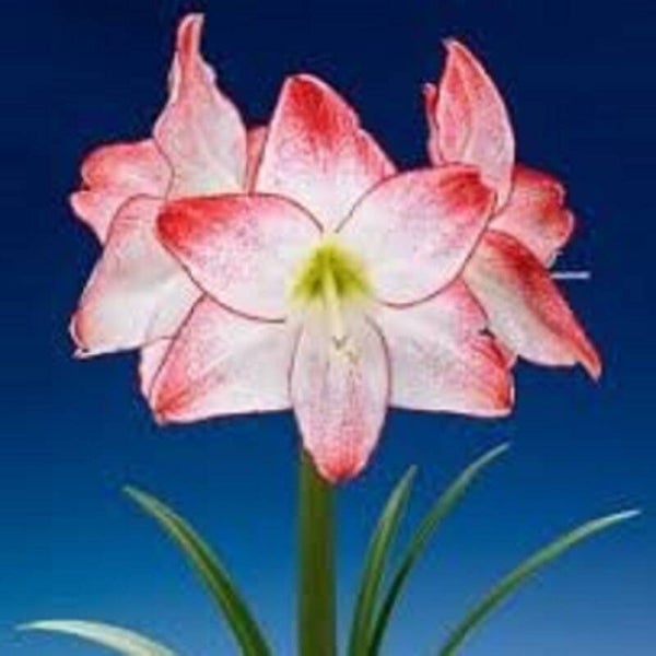 Amaryllis | Spotlight