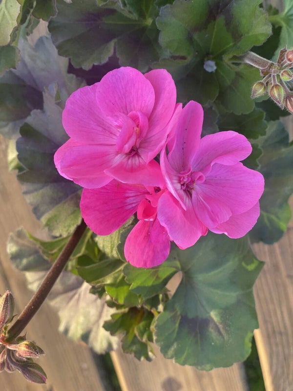 Geranium | donker roze