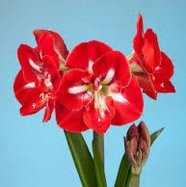 Amaryllis | Dynasty