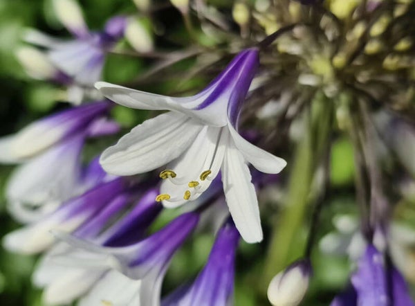 Agapanthus Africanus |  Twister