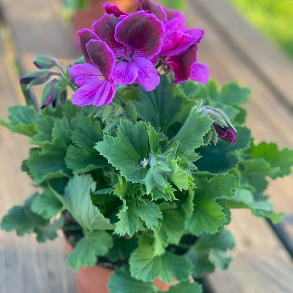 Franse geranium | Paars