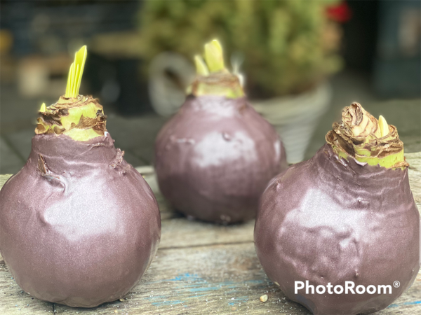 Wax Amaryllis | Lavendel