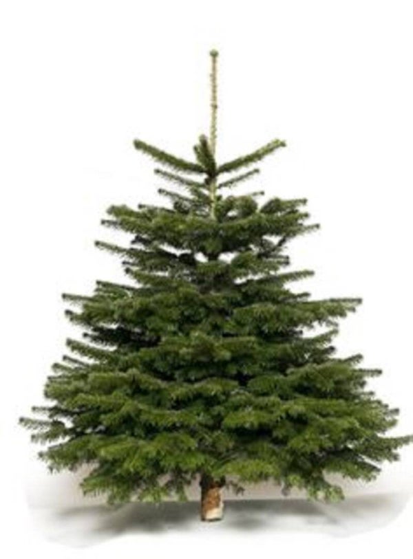 Nordmann Prestige 175 cm. - 220 cm.