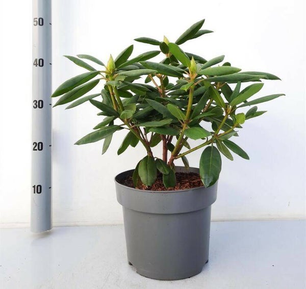 Rhododendron | vol vertakt | 5 tot 7 bloemknoppen | rood | red-jack