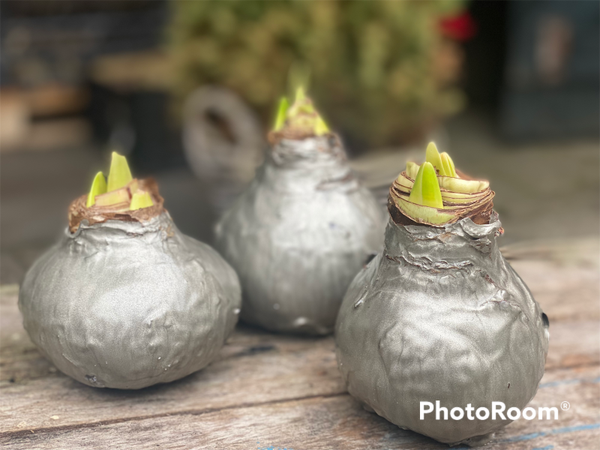 Wax Amaryllis | Silver