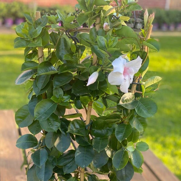 Sundaville wit | Rek