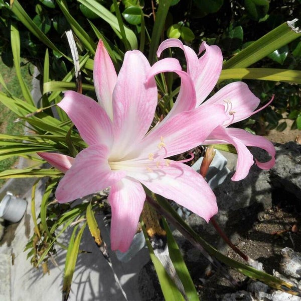 Amaryllis | Belladona