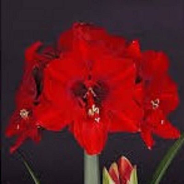 Amaryllis | Ferrari